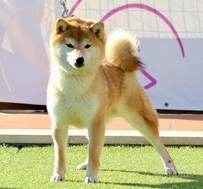 Shiba inu adozione