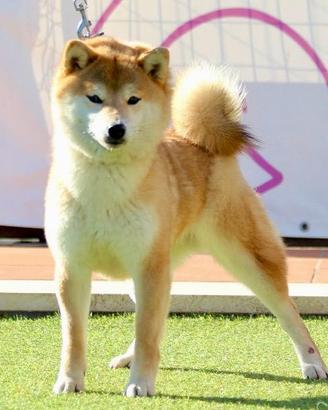 Shiba inu adozione