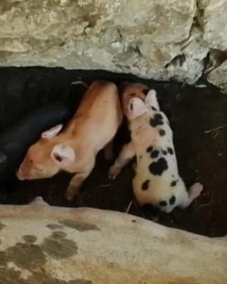 Suinetti, maialini, maiali