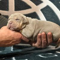 Cuccioli american bully XL