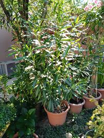 Vaso di oleandri colori diversi