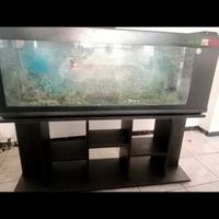 Aquario