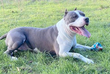 Amstaff blue disponibile per monte