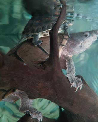 Pesce e tartaruga