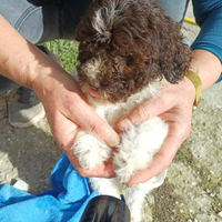Lagotto