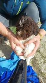 Lagotto