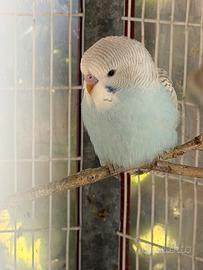 Cocorite giovani 2026