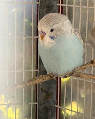 Cocorite giovani 2026