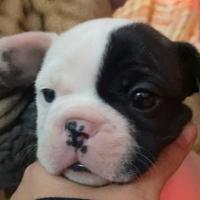 Bulldog francese prezzo trattabile