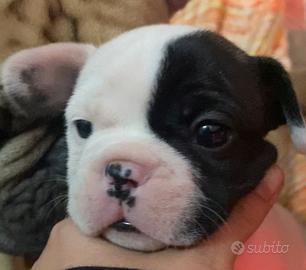 Bulldog francese prezzo trattabile