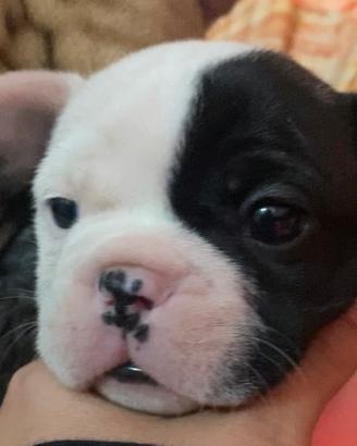 Bulldog francese prezzo trattabile