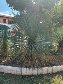 Yucca Rostrata