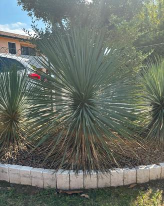 Yucca Rostrata