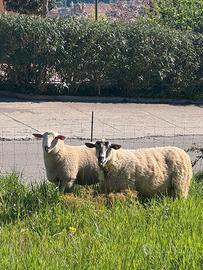 Agnello Ile de France