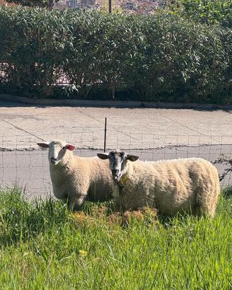 Agnello Ile de France