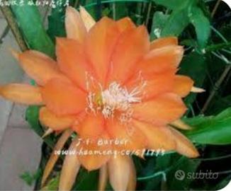 epiphyllum J.T.barber  colore arancio 