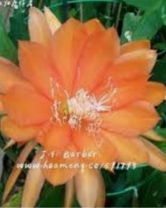 epiphyllum J.T.barber  colore arancio 