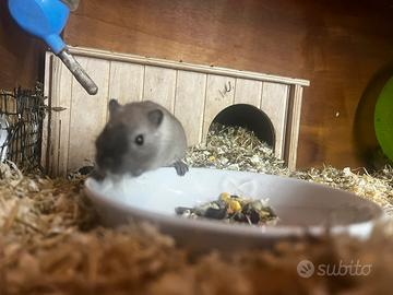 Gerbilli della Mongolia