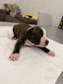 Cuccioli amstaff