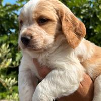 Disponibili cuccioli di Breton