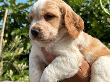 Disponibili cuccioli di Breton
