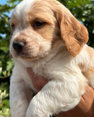 Disponibili cuccioli di Breton