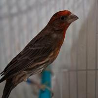 Ciufollotti messicano