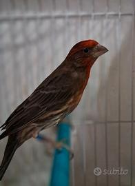 Ciufollotti messicano