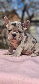 Bulldog francese