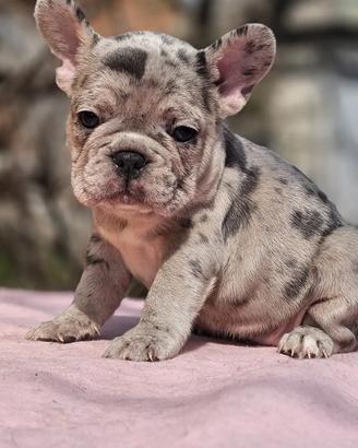 Bulldog francese