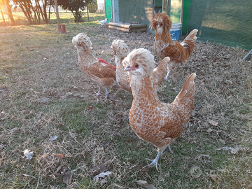 Disponibili polli uova Padovana