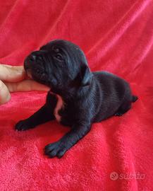 Cuccioli Staffordshire Bull Terrier Staffy