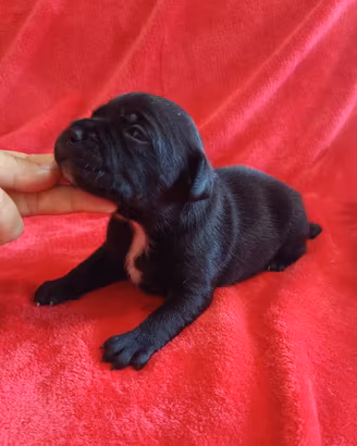 Cuccioli Staffordshire Bull Terrier Staffy