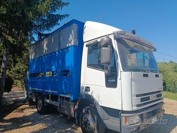 IVECO 80E18 TRASPORTO BESTIAME