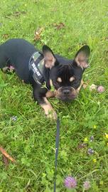 Bulldog francese per coppia
