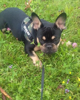 Bulldog francese per coppia