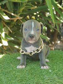 Pitbull tricolor e blue nose