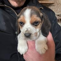 Beagle