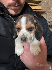 Beagle