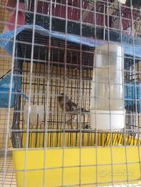 Incardellato e cardellino