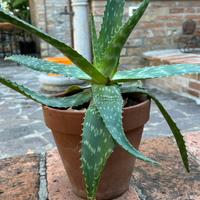 Aloe arborescens