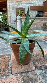 Aloe arborescens