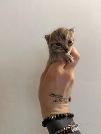 Cuccioli Bengala disponibili