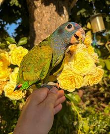 Pappagallo Pionus a testa blu allevato a mano