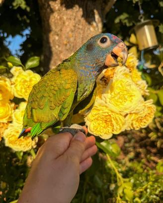 Pappagallo Pionus a testa blu allevato a mano