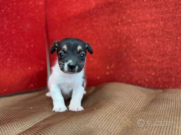 Jack Russell broken