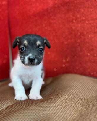 Jack Russell broken