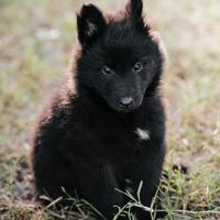 Cuccioli pastore belga groenendael