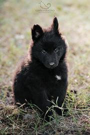 Cuccioli pastore belga groenendael