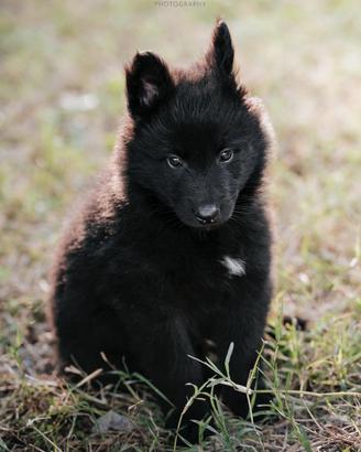 Cuccioli pastore belga groenendael
